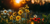 Create a Funeral Notice 