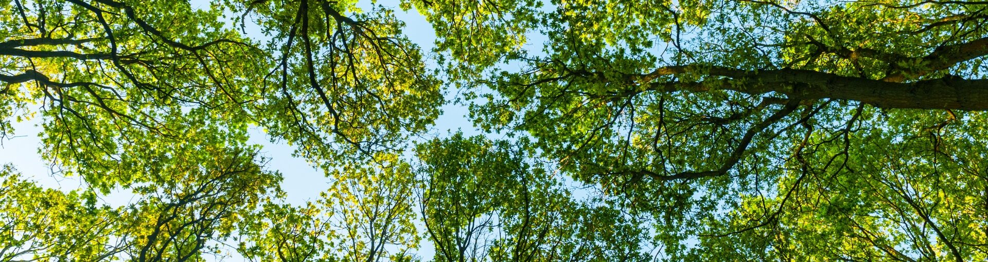 Photo of trees from the ground upwards.